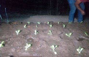 Coração Curumim MT